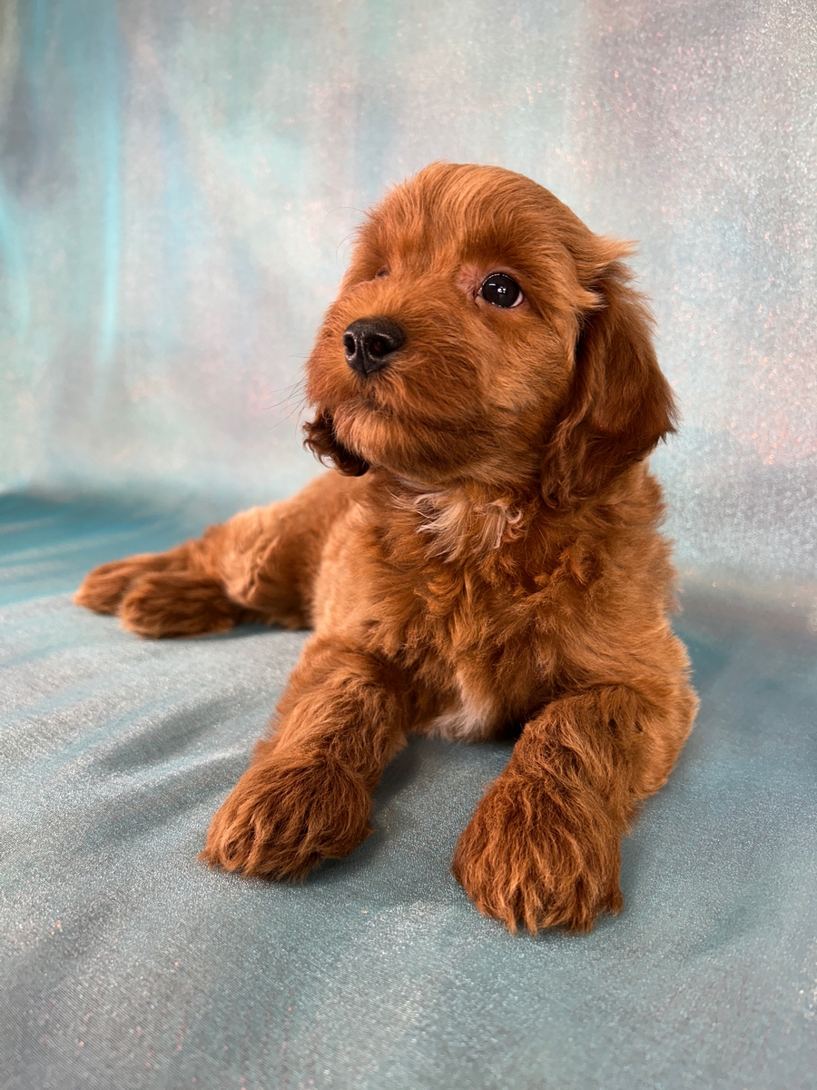 Female Bichon Poodle Puppy for Sale DOB 6-25-2026 $950